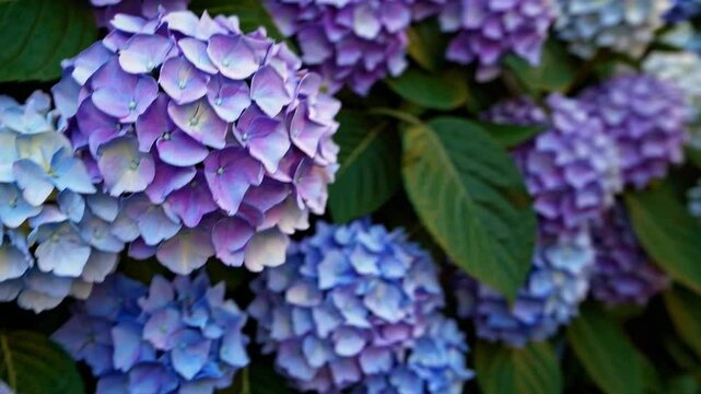 A scenic cobblestone path winds through a lush garden lined with vibrant blue and purple hydrangea bushes, bathed in golden sunlight, creating a peaceful and inviting atmosphere