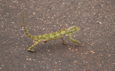 Chameleon 