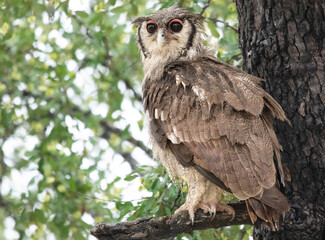 Owl