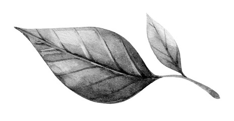 Artistically rendered leaves showcasing detailed texture and shading emphasizing nature's beauty and intricacy