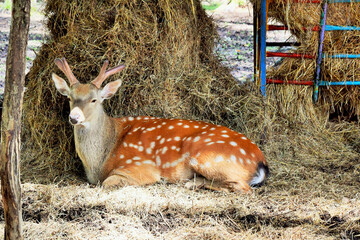 On the photo a forest deer with powerful horns attacks the enemy