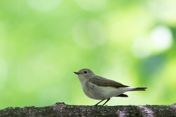 Spotted flycatcher perched on a branch against a background of green foliage