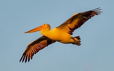 Pelican on the beach