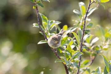 Leaf warbler sitting on a tree branch