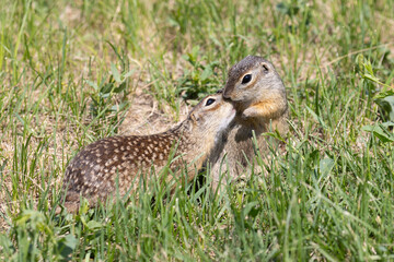 Two gophers are playing in the green grass