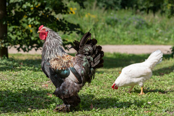 Large variegated rooster with a red comb and a white hen