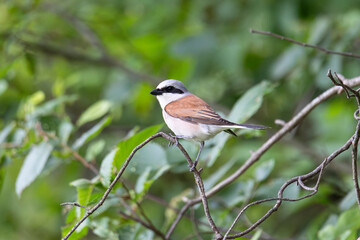 Great shrike sitting on a tree branch against a blue sky