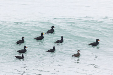 Fototapeta premium flock Black scoter birdfloats on the waves in the ocean