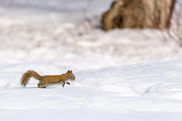 Fototapeta premium Red squirrel running through snow