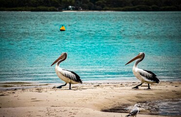 Pelican on the beach