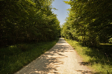 Obraz premium Small stone path surrounded by a lush green forest, ideal for walking and hiking in nature. Concept road, path, trail, mountain, nature.