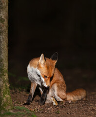 Portrait of a red fox looking at a wood mouse in a forest at night