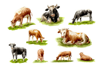 Cattle set. Cows standing, lying, eating and grazing. Hand drawn watercolor illustration, isolated on white background