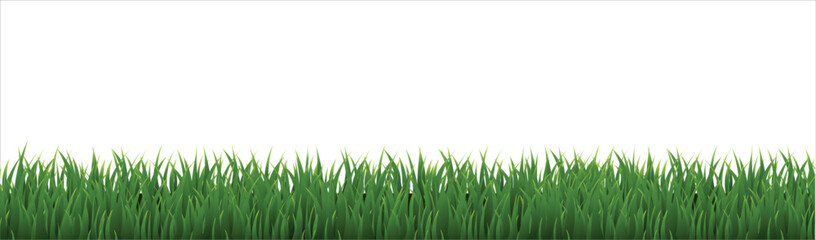 Fototapeta premium green grass background