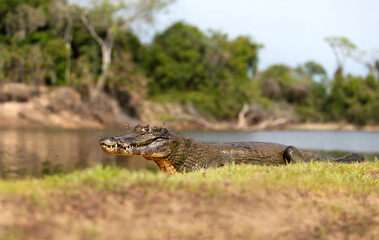 Close-up of a Yacare caiman on a riverbank