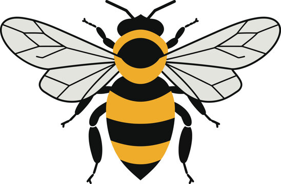 Detailed illustration of a honey bee with vibrant yellow and black stripes in a minimal flat design vector art