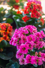 Kalanchoe