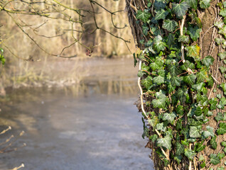 liana on a tree near a lake