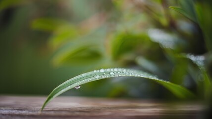 Dewdrops on a Leaf: A Serene Morning in Nature
