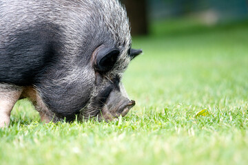 fat cute boar, close-up of the muzzle on a green meadow