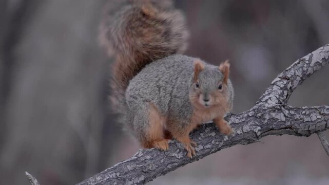 Fox Squirrel Flicking its Tail