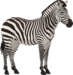 Fototapeta premium A detailed vector illustration of a zebra standing gracefully in a minimalistic setting, showcasing its distinctive black and white stripes in vector art