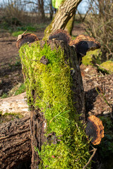 stump with mushrooms and moss in the forest