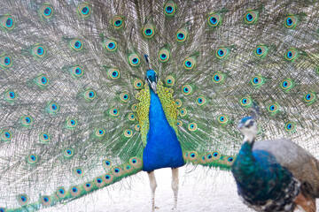 peacock with a beautiful spread tail dances in front of a female