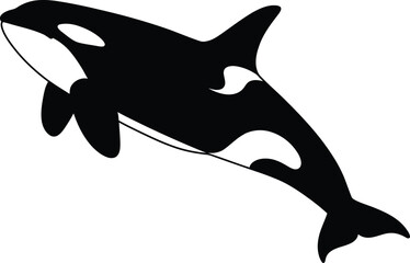 Naklejka premium Black and white orca whale swimming gracefully in a minimalistic design style vector art