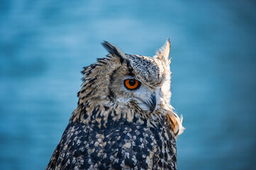 ワシミミズク横顔