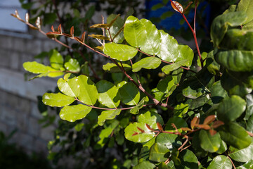 Young shoots and leaves of the Ceratonia siliqua plant. Flora of Israel.