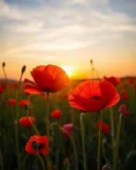 Vibrant Red Poppies Against a Golden Sunset in a Serene Field