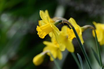 Jonquilles jaunes en fin d'hiver