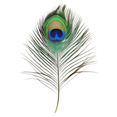 Fototapeta premium Vibrant peacock feather with striking color patterns