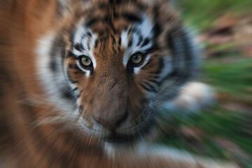 Tigre 6
