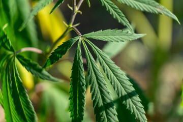 Bush of wild hemp, ruderalis