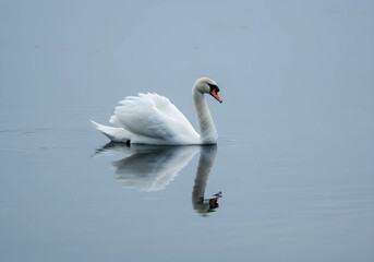 Naklejka premium Elegant White Swan Swimming, Reflection in Calm Blue Water, Birdwatching Wildlife