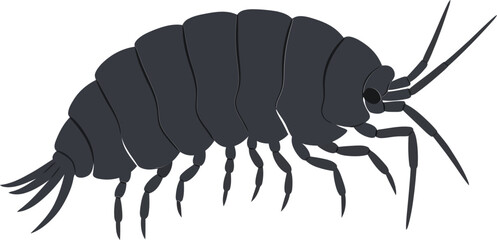 Obraz premium Detailed vector illustration of a dark amphipod creature showcasing segmented body, long antennae, and distinct legs in a minimal design style for educational purposes vector art