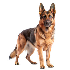 Fototapeta premium majestic german shepherd dog standing isolated
