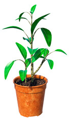 3D Rendering Pot Plant on White