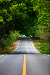 asphalt road surround by the tree in the forest.