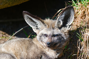 Otocyon megalotis bat eaed fox
