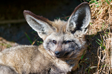 Otocyon megalotis bat eaed fox