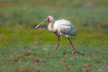 African spoonbill (Platalea alba), A distinctive pale waterbird with long pink-red legs, a bare bright pink-red face, and an odd and distinctive spoon-shaped bill that is obvious even in flight. 