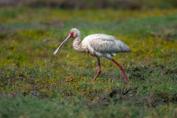 African spoonbill (Platalea alba), A distinctive pale waterbird with long pink-red legs, a bare bright pink-red face, and an odd and distinctive spoon-shaped bill that is obvious even in flight. 