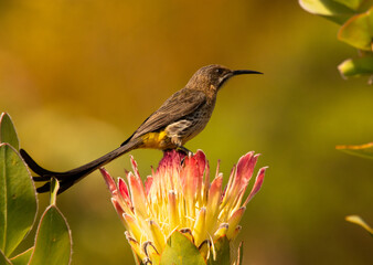 Sunbird