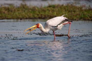 Yellow-billed Stork (Mycteria ibis) feeding on fish in a shallow lagoon created during rainy season in Chobe park Botswana
