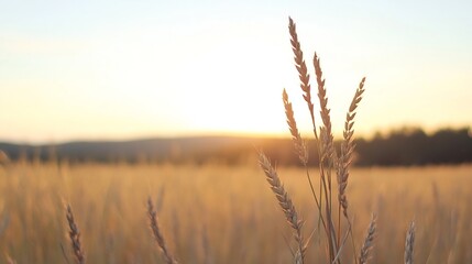 Naklejka premium Golden fields at sunset with silhouettes of wheat stalks against the horizon : Generative AI