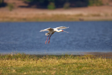 African spoonbill (Platalea alba), A distinctive pale waterbird with long pink-red legs, a bare bright pink-red face, and an odd and distinctive spoon-shaped bill that is obvious even in flight. 