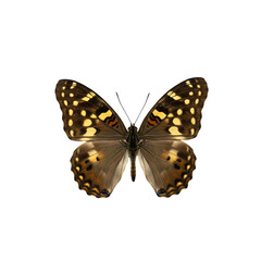 Butterfly Resting with Intricate Wing Patterns Against transparent background